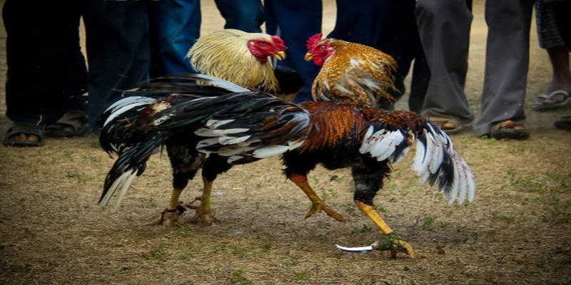 Chọn nhà cái có tên tuổi để chơi đá gà aa88