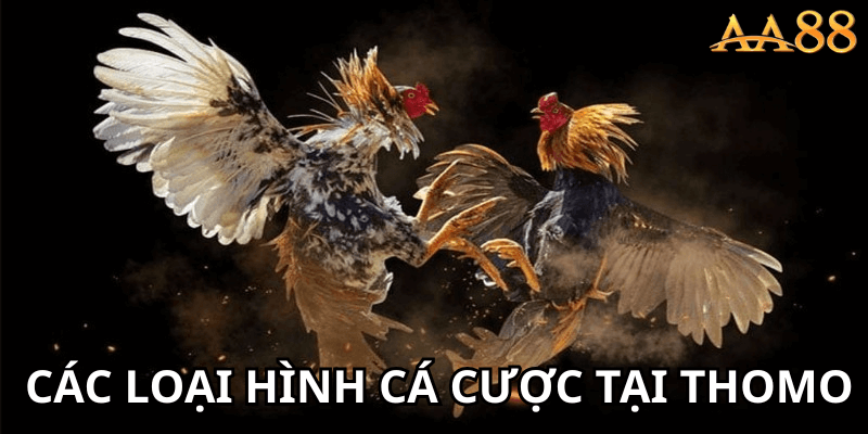 Các loại hình cá cược tại Thomo